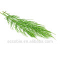 100% Natural Alto Grau Certificado de Horsetail Orgânica Extrato De Sílica Em Pó